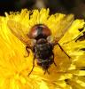 Peleteria rubescens